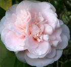 Camellia Pretty Pink