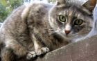 Cat Grey Wooden Pergola