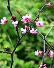 Cercis Blossom