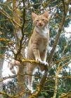 Climbing Tree Cat