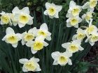 Daffodils Lemon Spring