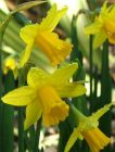 Daffodils Small Yellow