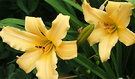 Daylily Buff Lemon