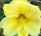 Daylily Flower Yellow