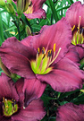 Daylily Maroon Lime