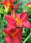 Daylily Red Flowers