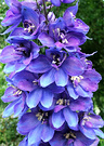 Delphinium Flower Head