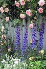 Delphiniums Rambling Rose