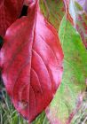 Dogwood Red Green Leaf