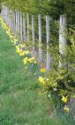 Fence Grass Daffodils