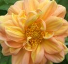 Flower Dahlia Lemon