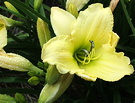 Flower Lemon Daylily