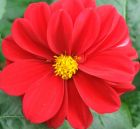 Flower Red Dahlia