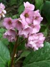 Flower Spring Bergenia