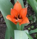 Flower Tulip