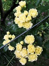 Flowers Banksia Rose