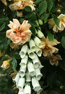 Foxglove White Rose