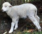 Fred Pet Lamb