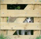 Gate Puppy Nose