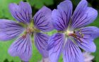 Geranium Herbaceous Blue