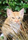 Ginger Kitten Tussock