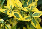 Green Gold Variegated Foliage