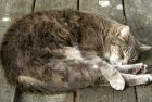 Grey Table Cat