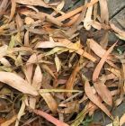 Gum Leaves Decking