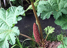 Gunnera Stalk Water