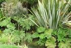 Gunnera Water Leaves