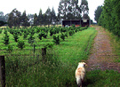 Hay Barn Orchard