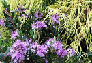 Hebe Conifer Flowers