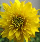 Helenium Yellow