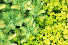 Herb Sedum