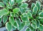 Hosta Leaves