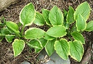 Hostas Mulch