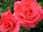 Hybrid Flowers Tea Rose