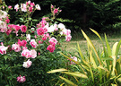 Iceberg Pink Rose Flax