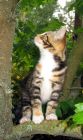 Kitten Tree Looking Up