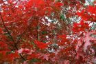 Leaves Scarlet Oak Tree