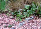 Leaves Stones Tussock