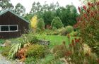 Leucadendron Autumn Garden