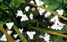 Libertia Small Flower