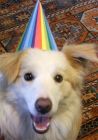 Party Hat Puppy
