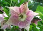 Pink Hellebore Winter Rose