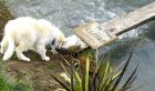 Plank Closed Water Puppy