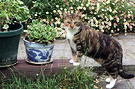 Pots Daisies Cat