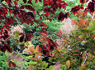 Prunus Leaves Cotinus