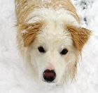 Puppy Face Snow