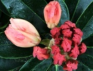 Rhododendron Bud Flower